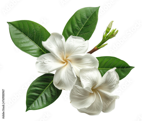 Pure white frangipani flowers with lush green leaves on transparent background - stock png.