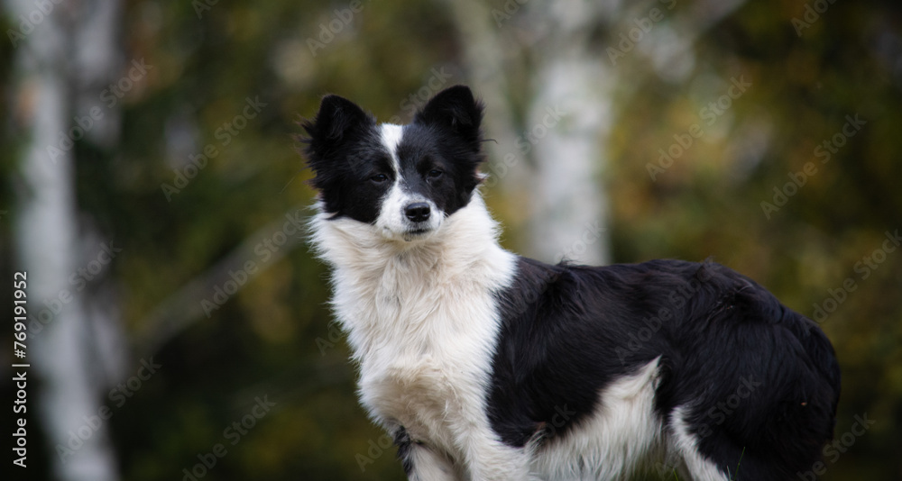 A black and white border collie dog standing against a background of trees.