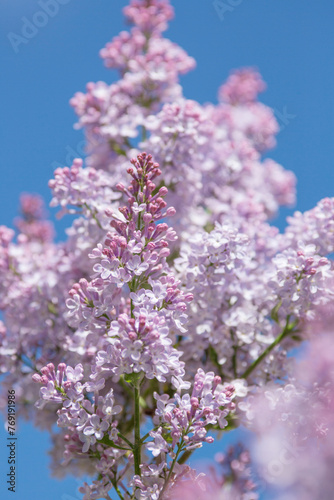 Lilac branches on a sunny day