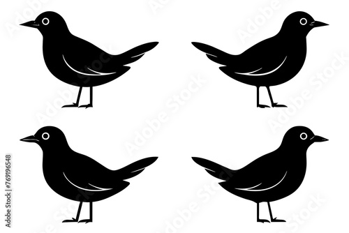 flossie bird silhouette vector illustration photo