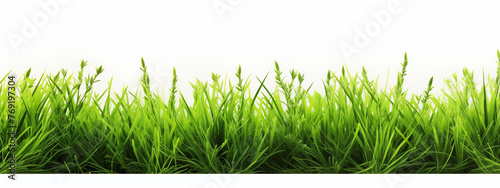 Vibrant Green Grass Texture Isolated on White Background
