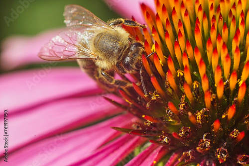 close-up of a bee with nectar on a coneflowers 