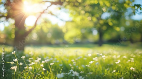 Summer green grass meadow with sunshine views on blurred wild field outdoor background with copy space.