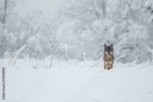 A wolf (Canis lupus) on a meadow in a winter setting, Bieszczady, Poland, Europe photo
