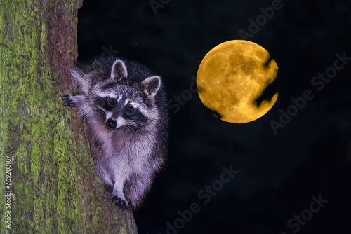Raccoon (Procyon lotor), climbing a tree trunk during full moon, Hesse, Germany, Europe photo