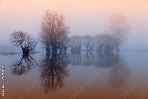 Weser flood with pollarded willows, morning mood, Rinteln, Germany, Europe photo