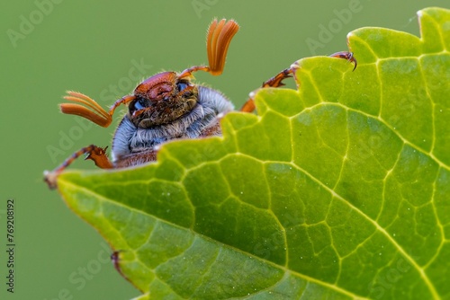 Cockchafer (Melolontha ) looks over a leaf, Vechta, Lower Saxony, Germany, Europe