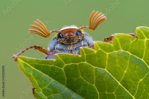 Cockchafer (Melolontha ) looks over a leaf, Vechta, Lower Saxony, Germany, Europe photo