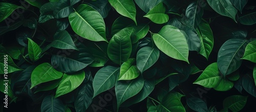 Close-up view of vivid green foliage against a deep black background, showcasing the intricate details of the leaves