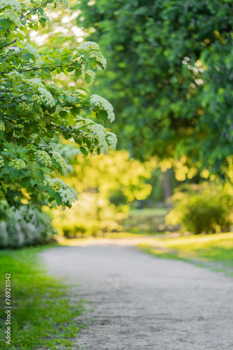 White beautiful blooming flowers in the spring sunny day in the park. Pathway on background