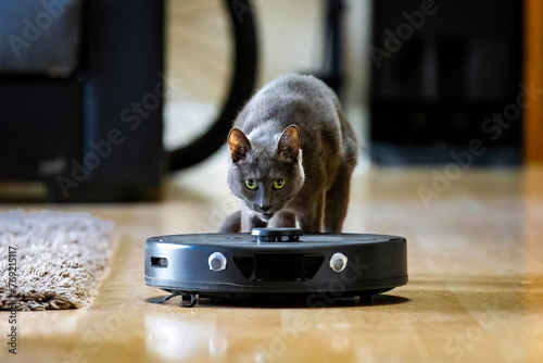 Calm and curious cat close to robotic vacuum cleaner close up