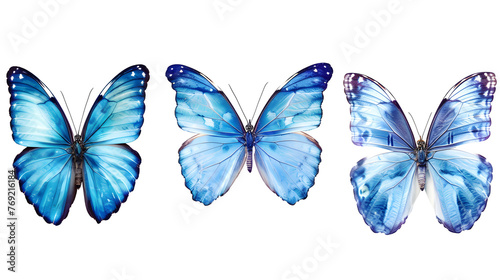 A set of three very beautiful blue butterflies with color transitions isolated on a transparent background.  © Ziyan