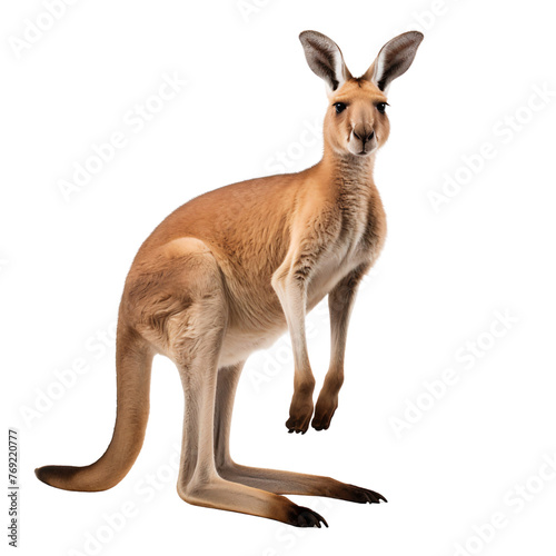 Portrait of a red kangaroo, standing front view isolated on white background © The Stock Guy