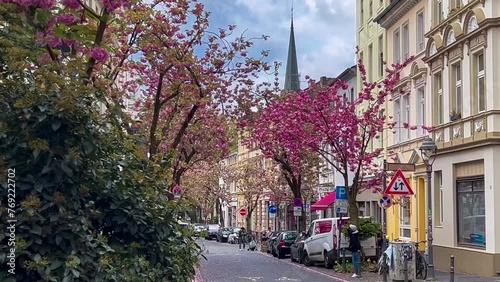 Japanese pink cherry blossoms on the streets of Bonn, Germany April 20, 2023. High quality 4k footage photo