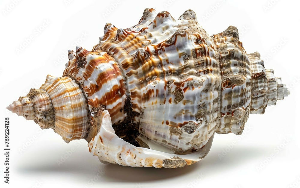 Seashell with Attached Barnacles Isolated on White Background.