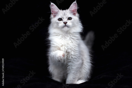 Portrait of sitting shaded silver tabby Maine Coon kitten on the black backround