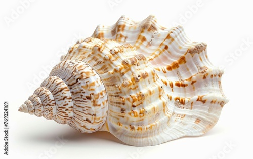 Seashell Adorned with Intricate Patterns Isolated on White Background.