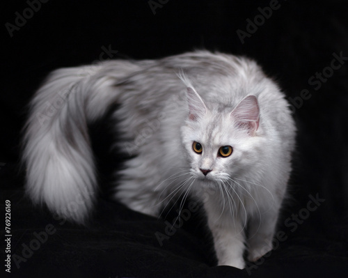 Portrait of standing shaded silver tabby Maine Coon cat on the black backround