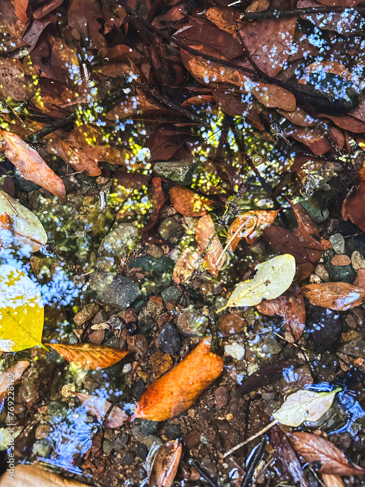 water hole with autumn leaves