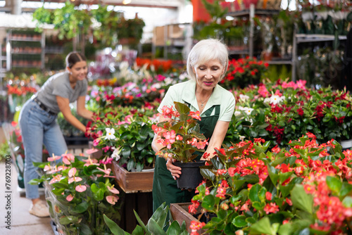 Smiling experienced aged female florist arranging potted plants of flowering red begonia big while gardening in greenhouse