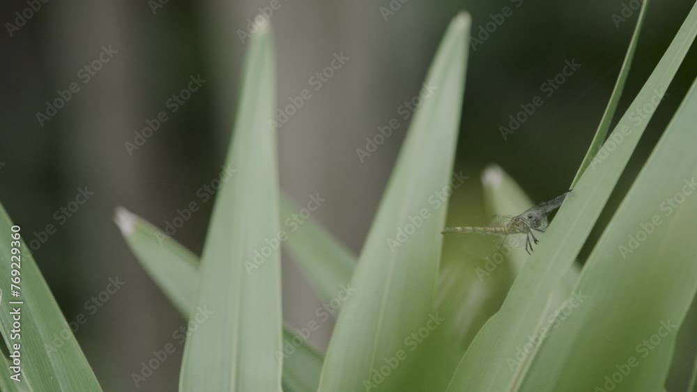 Dragonfly sitting on plant - close up Dragonfly sitting on plant - close up