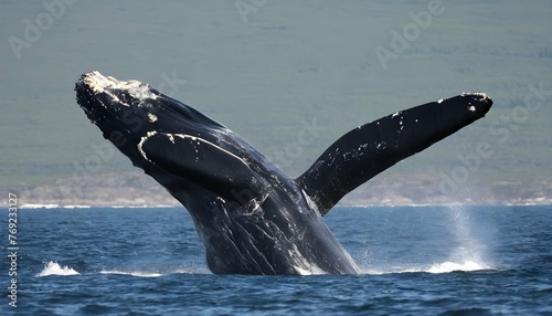 A Right Whale Calf Learning To Breach From Its Mot photo