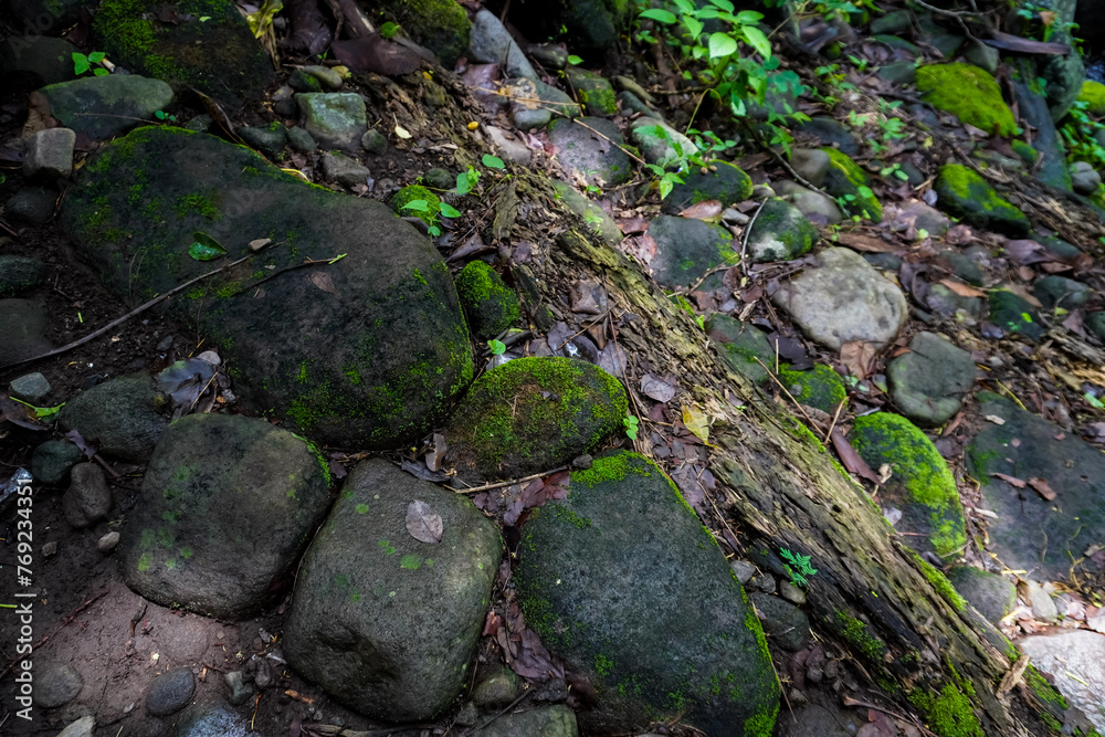 Close up photo of decayed old rotten wood log. Decomposed tree trunk with moss and dead leaves humus on the ground in the forest. Concept for international forest day, go green, earth day, ecology. Close up photo of decayed old rotten wood log. Decomposed tree trunk with moss and dead leaves humus on the ground in the forest. Concept for international forest day, go green, earth day, ecology.