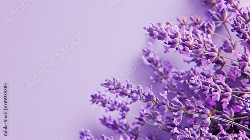 Close-up of vibrant lavender flowers against a soft purple background.