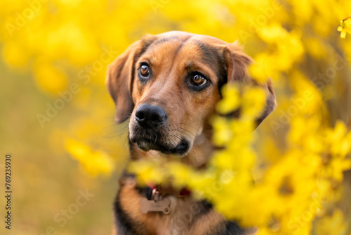 Portret psa w kwitnącej forsycji © nitka_zaplatana