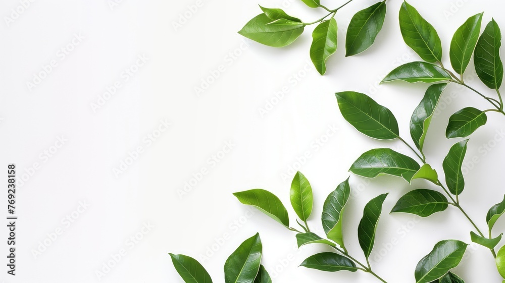 Fresh green leaves arranged in the upper left corner against a clean white background. - obrazy, fototapety, plakaty 