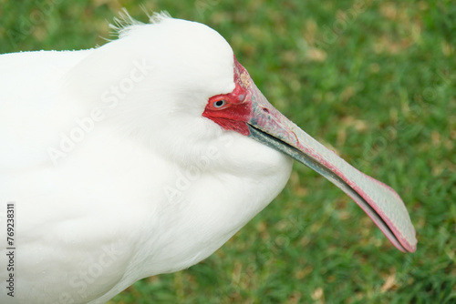 The white spoonbill (Latin: Platalea alba) is a species of bird in the ibis family (Threskiornithidae), Africa