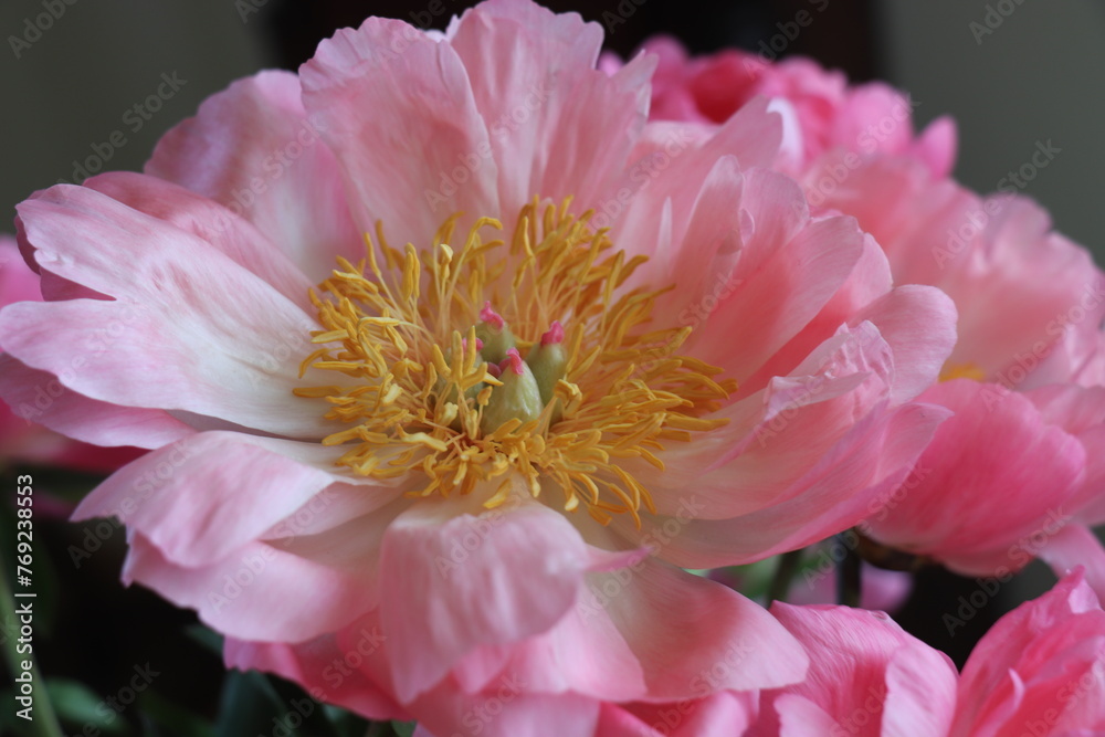 Big pink peony in full bloom Big pink peony in full bloom