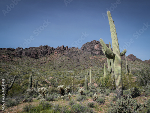 Tall saguaro cactus in front of black volcanic rock outcroppings in Vulture Mountains in Wickenburg Arizona photo
