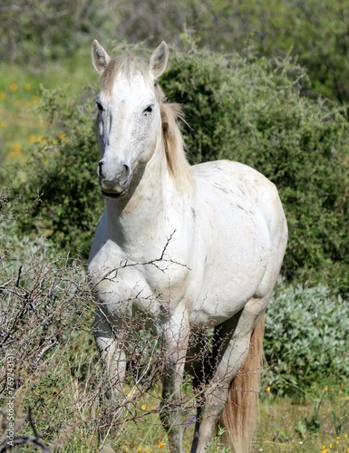 Portrait of a White Wild Horse