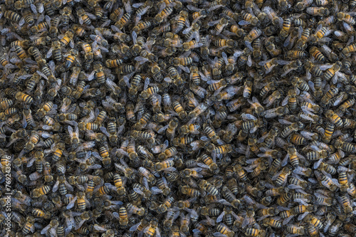 Background of honeybees, Apis, shown in Pasadena, California.