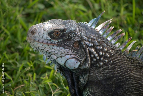 Tortugas iguanas gentiles animales como venidos directamente desde la prehistoria.