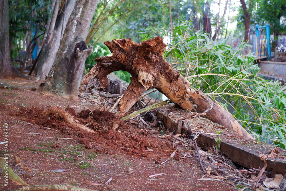 Storm damage, trees broken and the roots visible