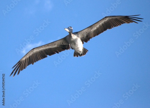 Aves acuaticas avestruces voladores nadadores corredores de gran tama  o peque  os 