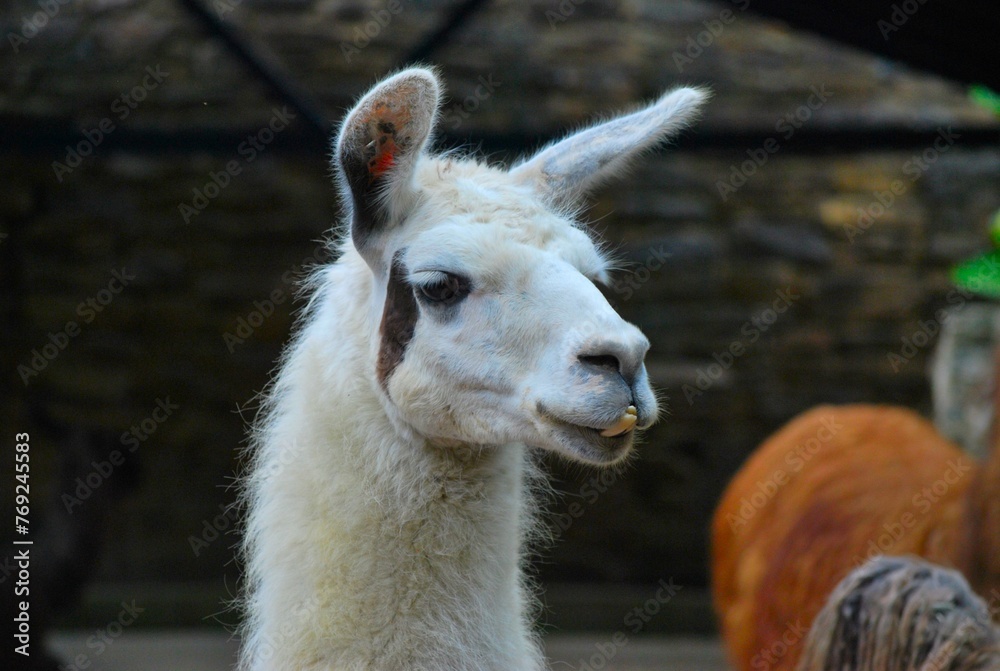 Obraz premium La diversidad que hay en los mamiferos es casi infinita,pequeños,grandes dociles,salvajes.