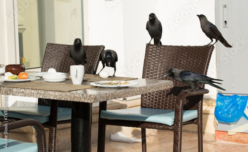 House crow (Corvus splendens), also known as the Indian, greynecked, Ceylon or Colombo crow. A bird tries to steal food from a human dwelling. photo