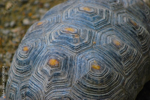 Tortugas,iguanas gentiles animales como venidos directamente desde la prehistoria.