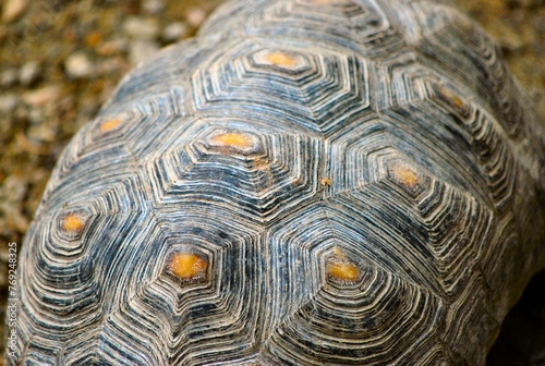 Tortugas,iguanas gentiles animales como venidos directamente desde la prehistoria.