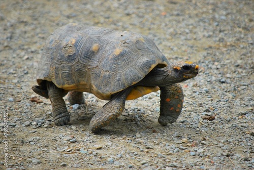 Tortugas,iguanas gentiles animales como venidos directamente desde la prehistoria.