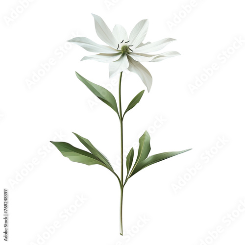 Bright and simple vector illustration of the delicate Flannel Flower, minimalist style against a pure white backdrop