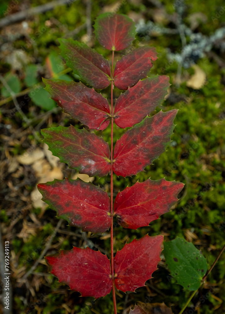 Leaves On Stem Fade From Green To Bright Red Leaves On Stem Fade From Green To Bright Red