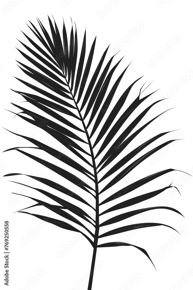 Palm Leaf Shadow on Transparent Backdrop Palm Leaf Shadow on Transparent Backdrop