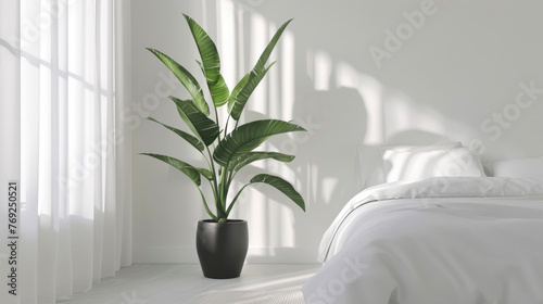 A white bedroom with a single leafy plant in a sleek modern black pot. . .