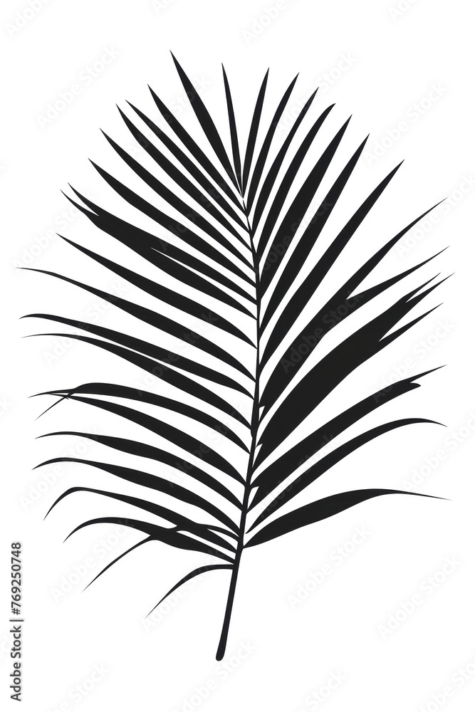 Shadow of a Tropical Palm Leaf Silhouette