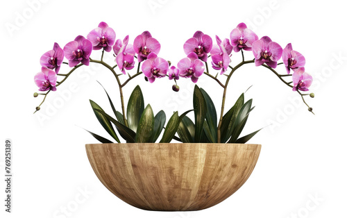 The Art of Orchid Cultivation: From Pot to Bloom isolated on transparent Background