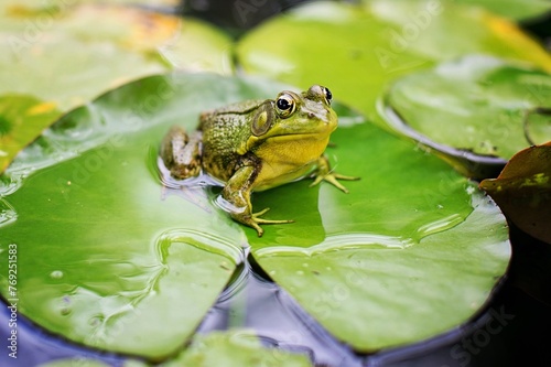 A frog perches on a vibrant green leaf beneath the water's surface, its skin blending with nature's palette, motionless yet poised in its aquatic sanctuary.